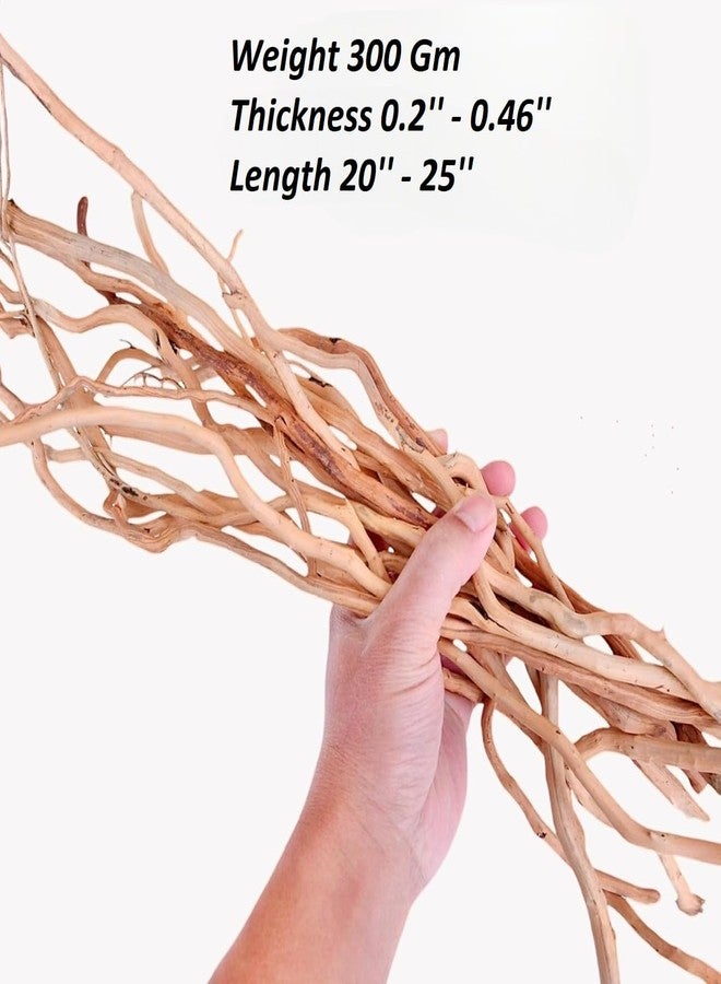 Maalavya Natural Aquarium Drift Wood for Fish Tank, Aquascape & Terrarium Décor | Planted Tank Wood | 20-25 Inch | 300 gm - Image 2